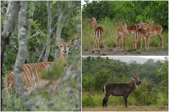 collage antilopes hluhluwe.png