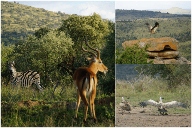 collage hluhluwe 3.png