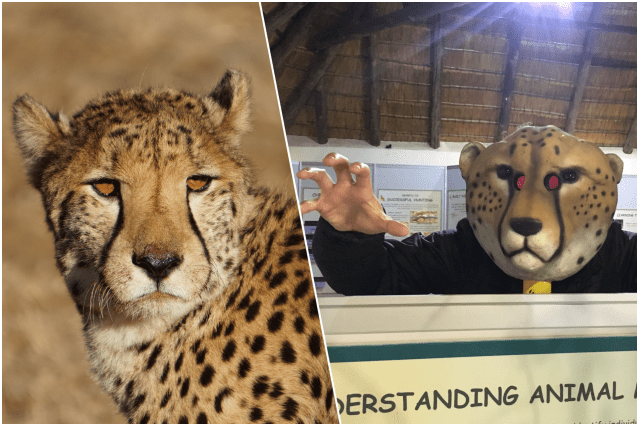 collage reconnaitre vrai faux