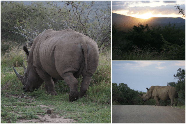 collage rhino soir 1.png