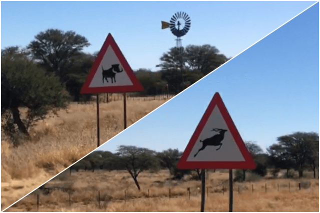 collageanimaux route