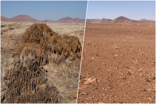 collage desert namib 1.png