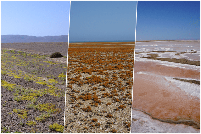 collage desert namib 2.png