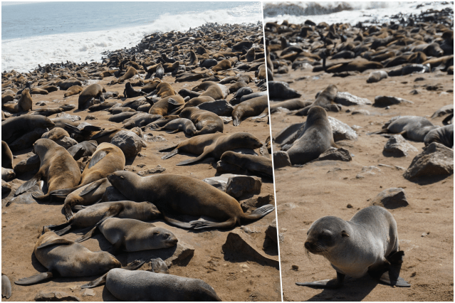 collage otarie namib