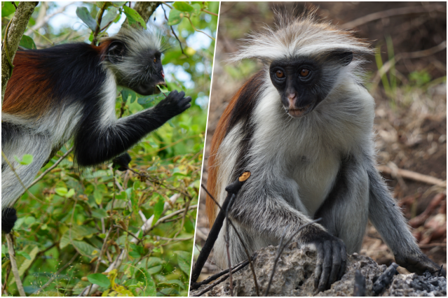 collage colobus.png