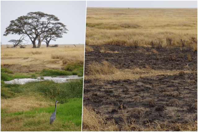 collage herongouste.png