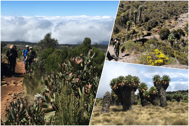 collage végétation