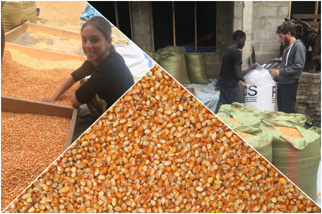 collage tri du maïs