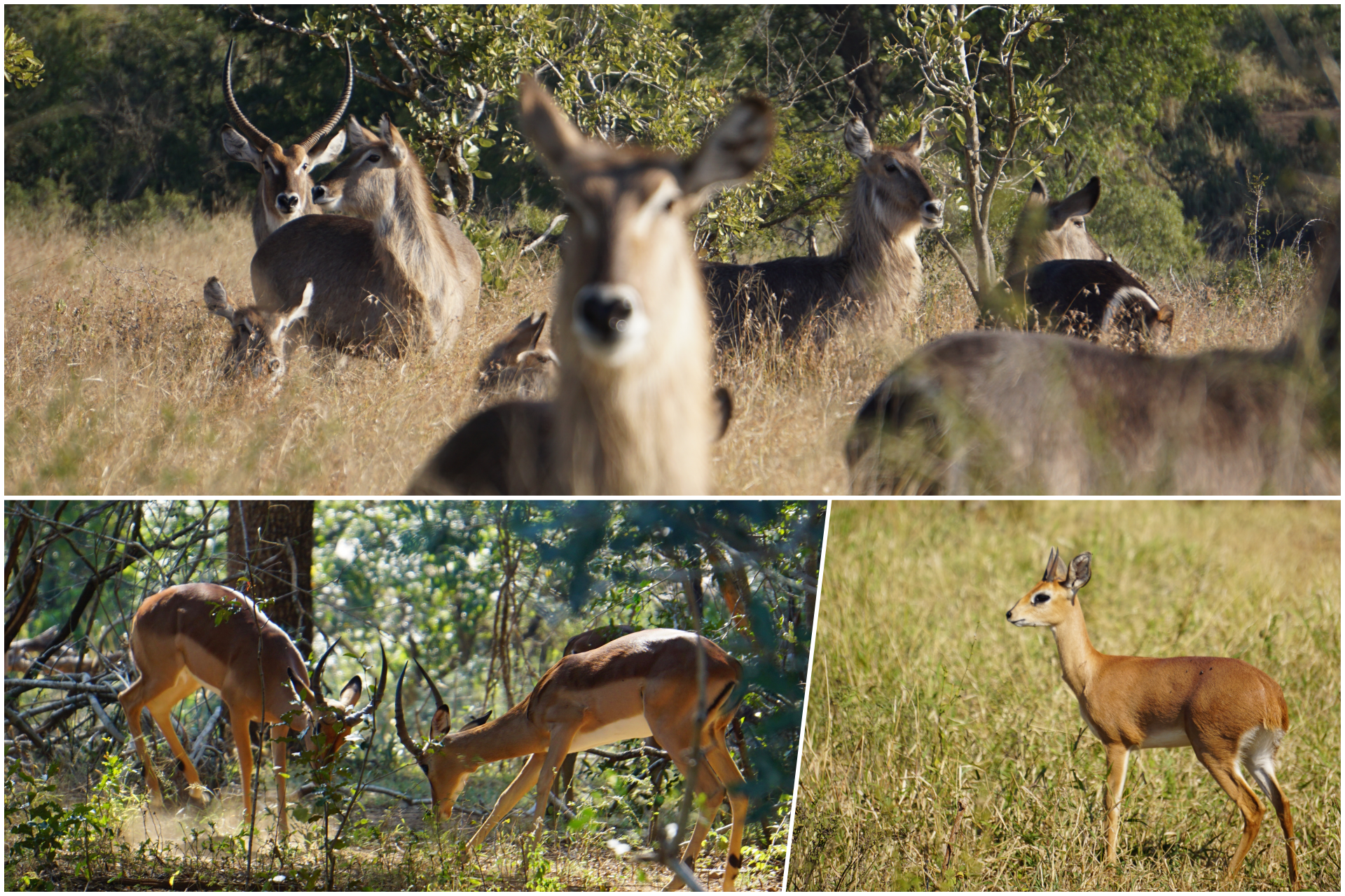 collage antilopes.png