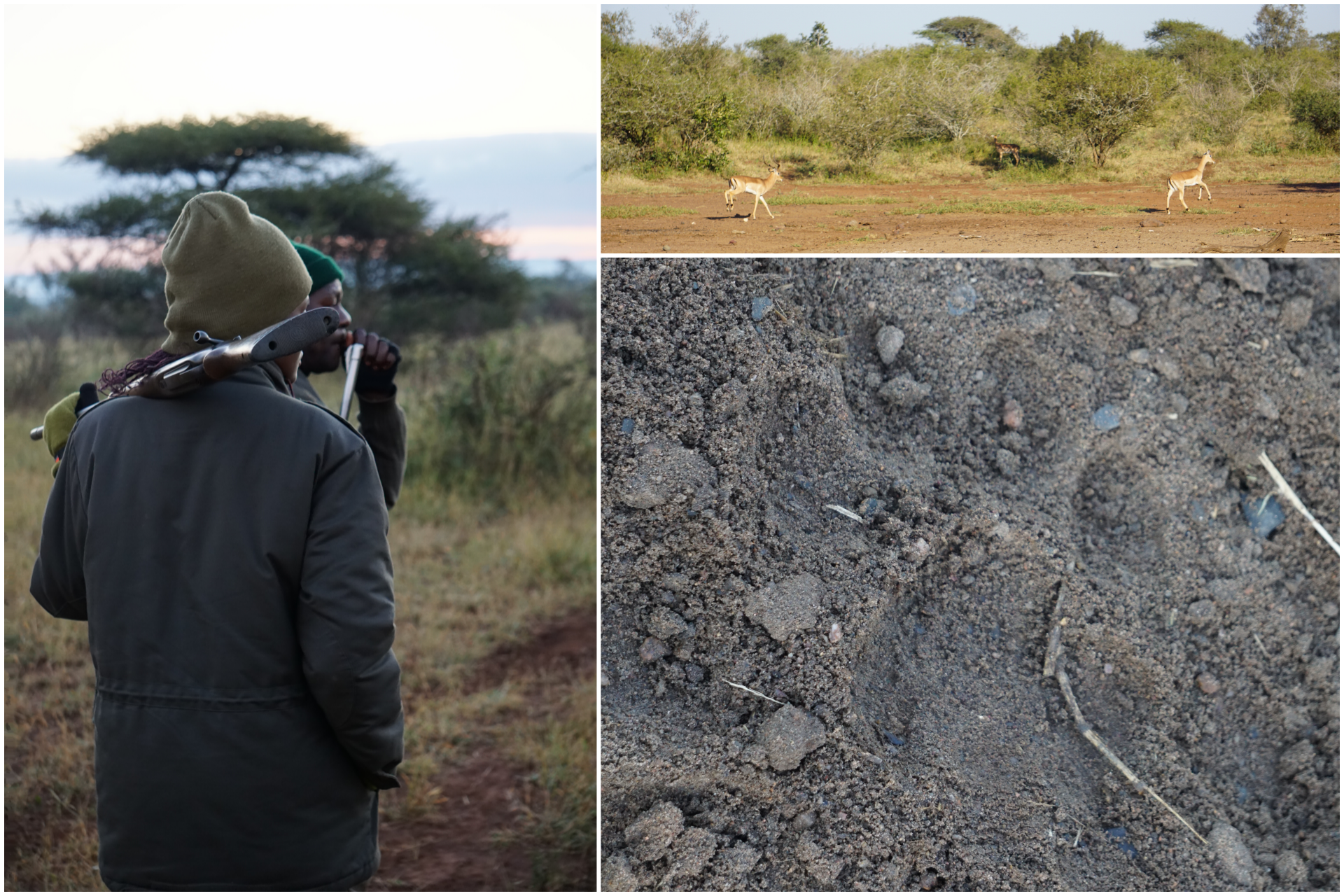 collage bushwalk.png