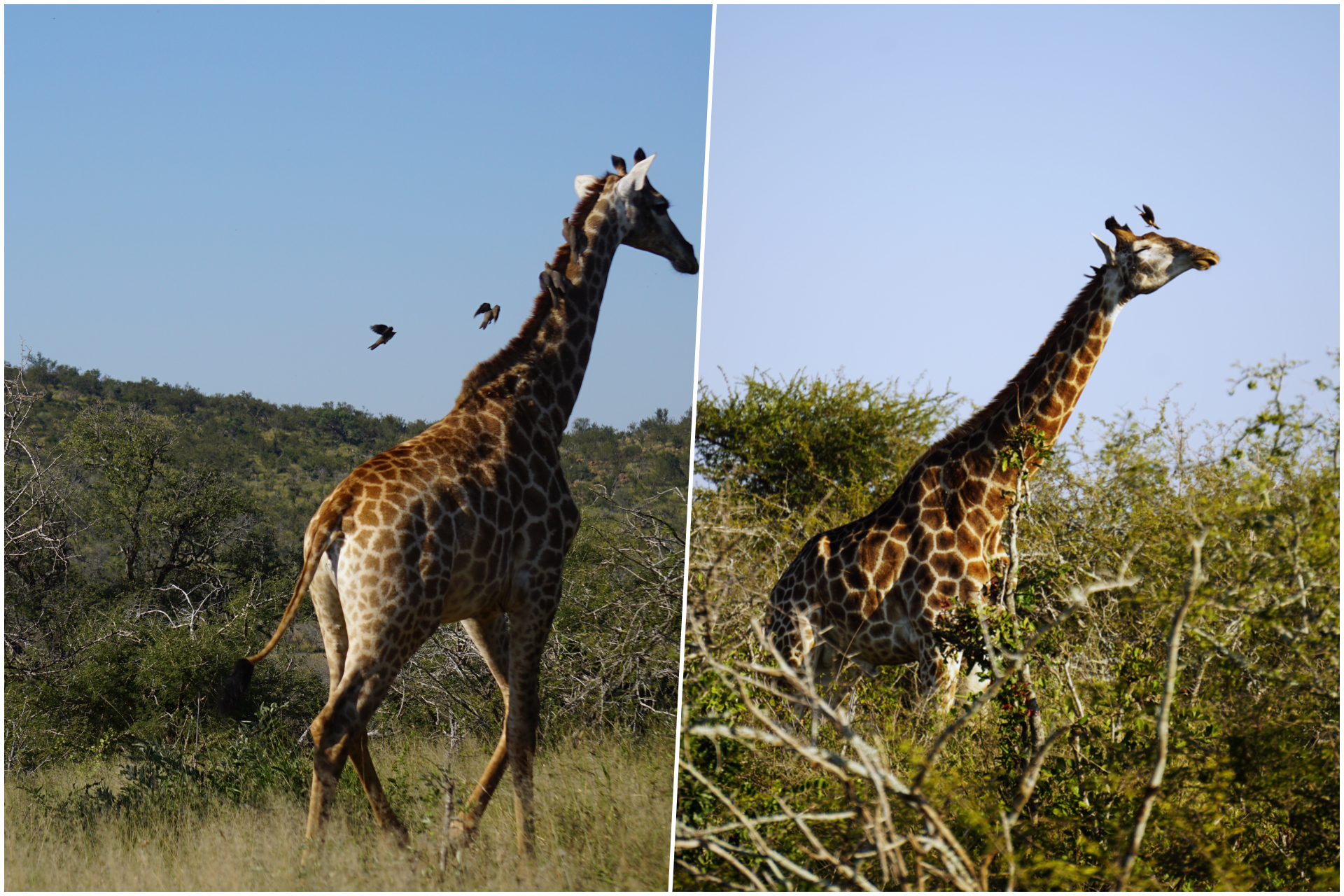 collage girafe.png