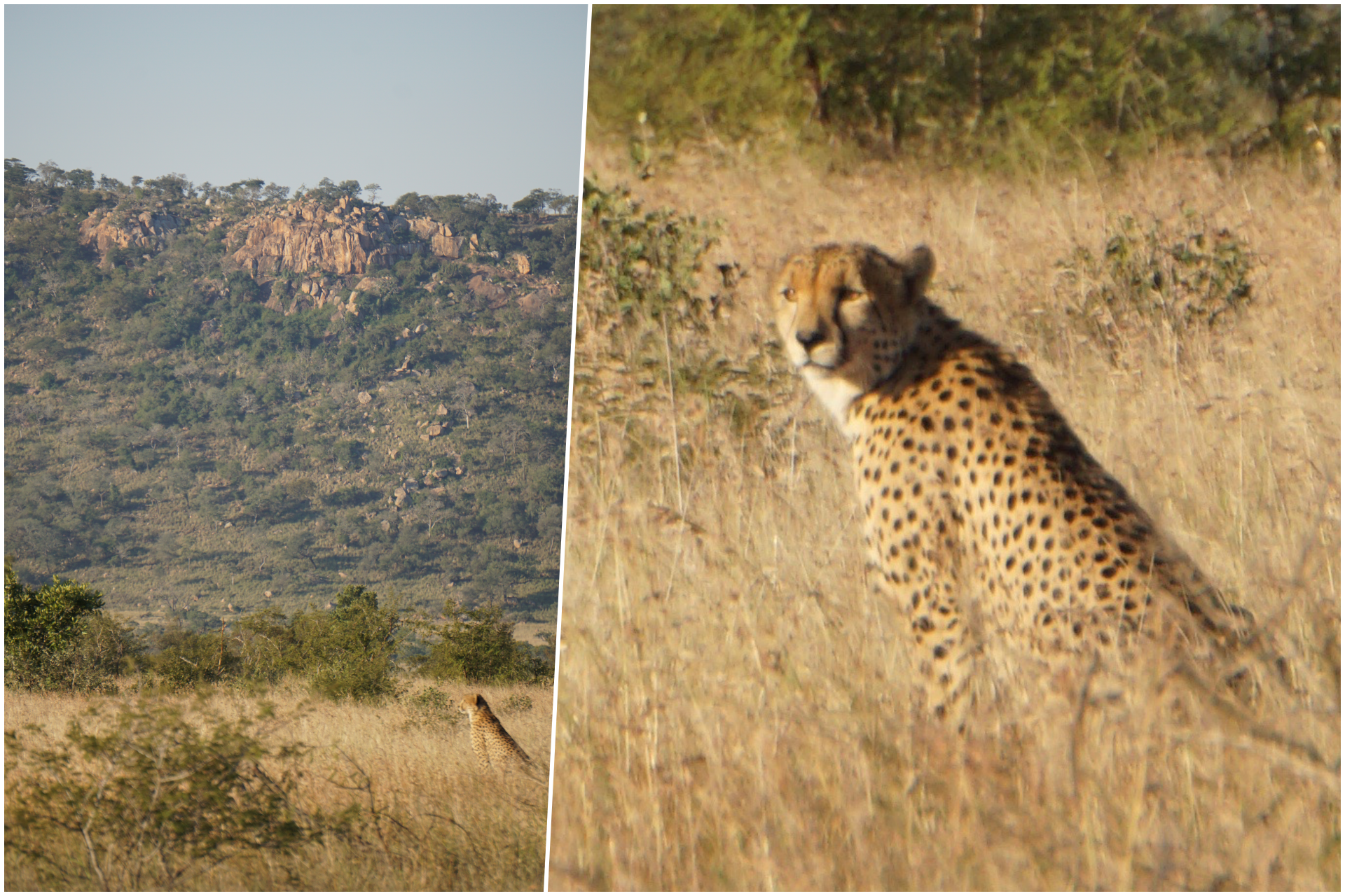 collage guépard Kruger.png