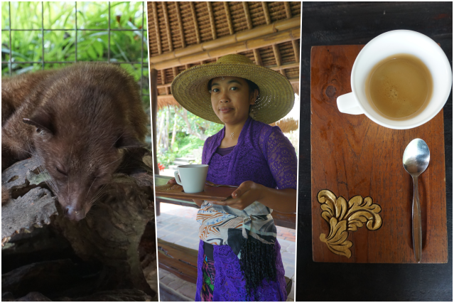 collage kopi Luwak.png