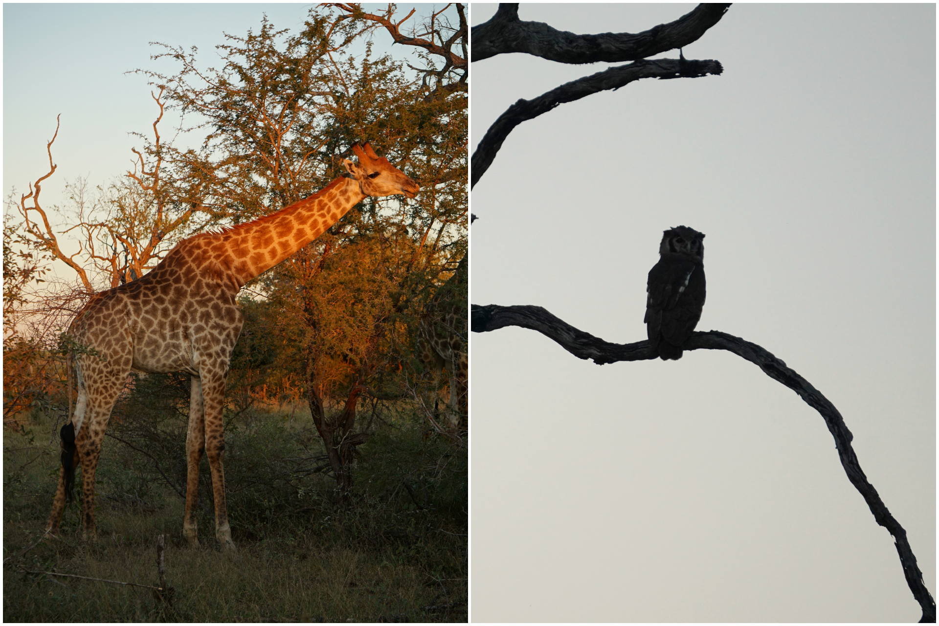 collage kruger soir.png