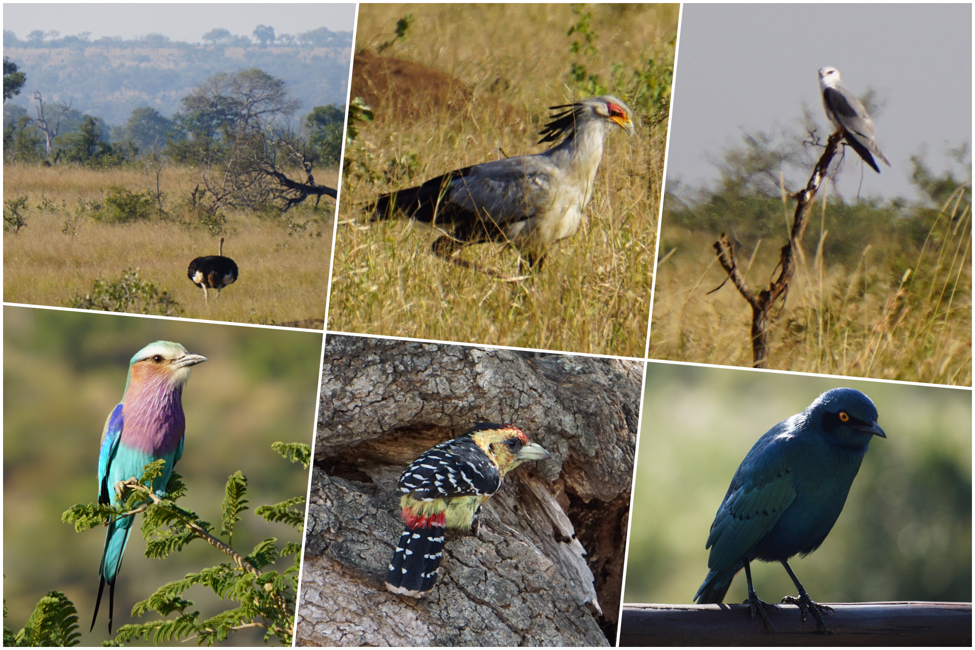collage oiseaux Kruger