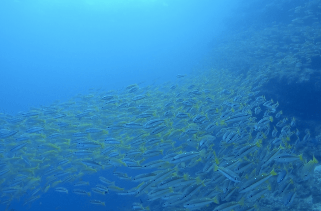 Capture d'écran 2018-11-17 23.19.33