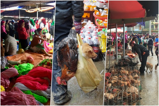 collage marche meovac.jpg