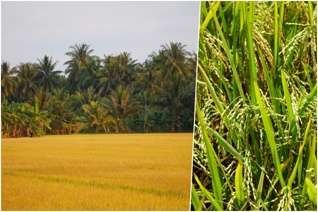 collage riz doré.jpg