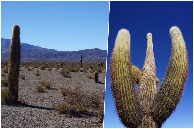 collage cactus