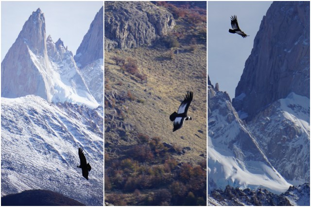 collage condor2